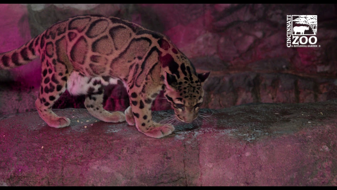 International Clouded Leopard Day - Cincinnati Zoo