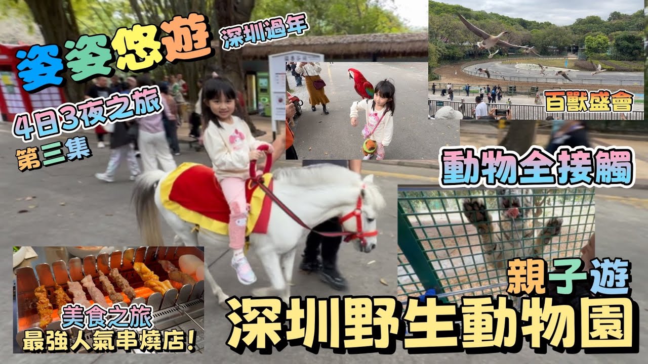 ［深圳過年］4日3夜之旅第三集｜暢遊深圳野生動物園｜品嘗人氣串燒店（白玉串城）｜親子遊｜餵老虎 騎馬 百獸盛會｜動物零距離接觸