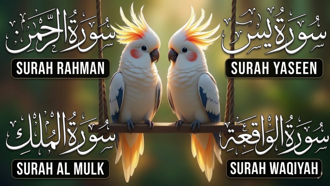 Surah Yasin | Surah Rahman | Surah Waqia | Surah Mulk | Full HD | Quran 24/7 | Alaa Aqel | Ep 007