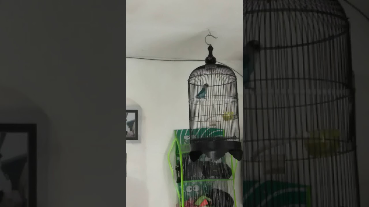 love bird cobalt ngekek