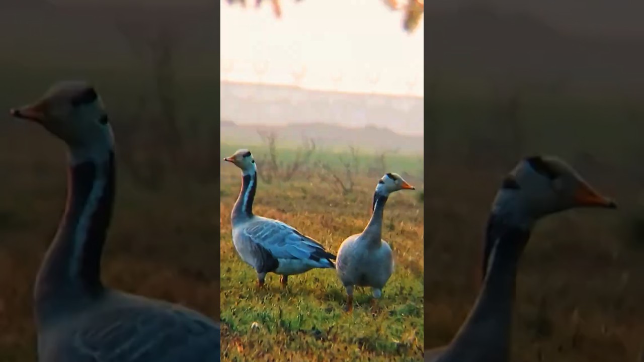 ʙɪɴᴏᴄᴜʟᴀʀ + ᴍᴏʙɪʟᴇ =🔝રાજહંસ ● bar-headed goose 