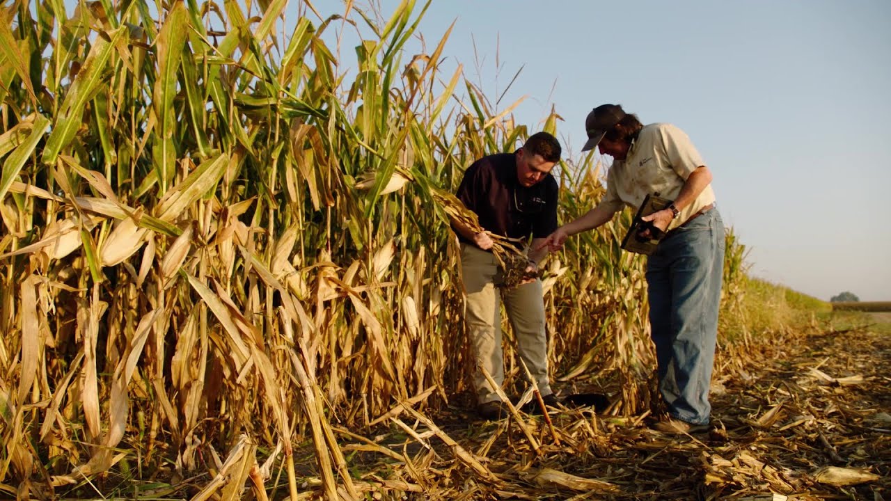 Banded Fertilizer May Be Key To Future Growth
