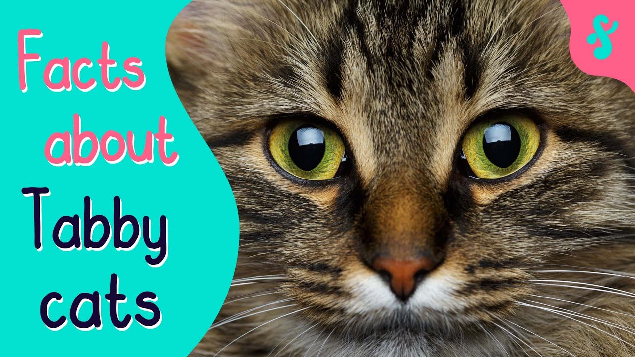 Top 10 Facts about Tabby Cats | Furry Feline Facts