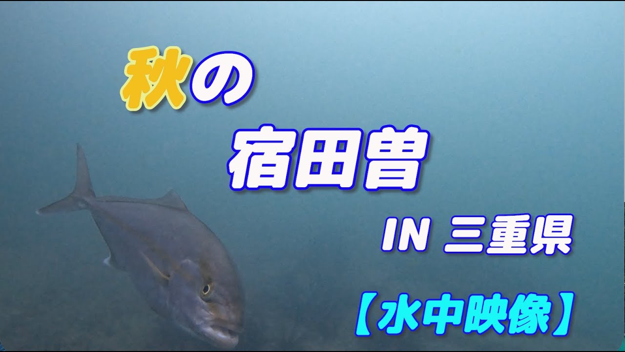 【水中映像】10月の宿田曽 三重県