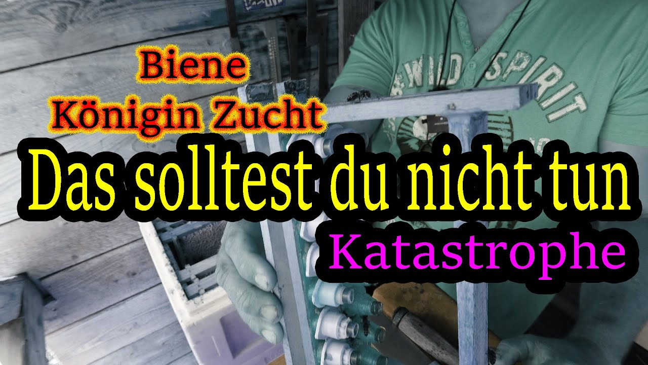 Bienenkönigin Zucht, so geht es nicht!!!