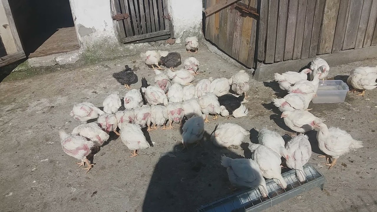 Pui de carne + Porumbeii 🐓🐓🕊