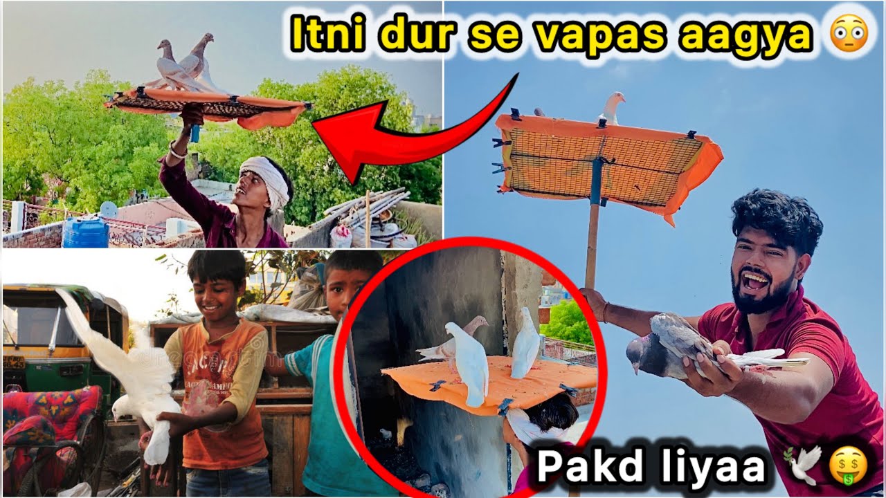Sale kra kabutar Vaps Aagya 🤑 || Naye bache ura diye 😮