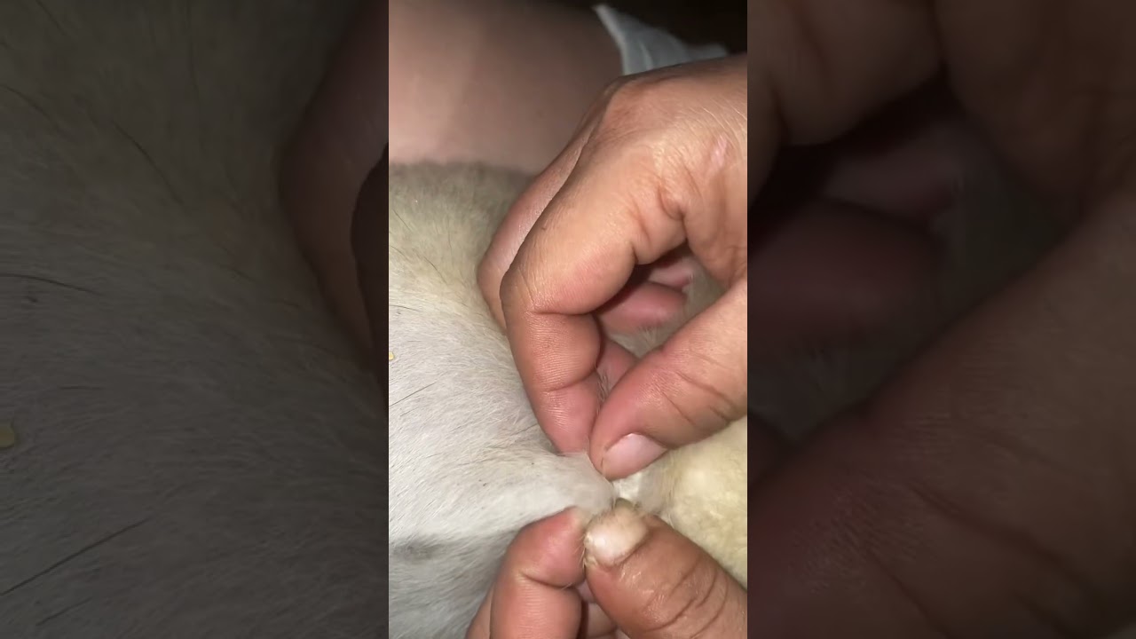 Removing Hundreds of Fleas from My Fluffy Dog! 😱🐶”