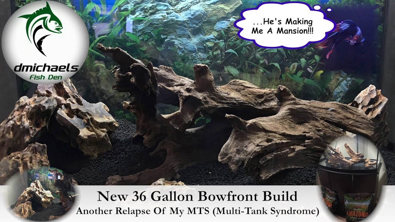 New 36 Gallon Bowfront Tank Build - Another Relapse Of My Multi-Tank Syndrome...