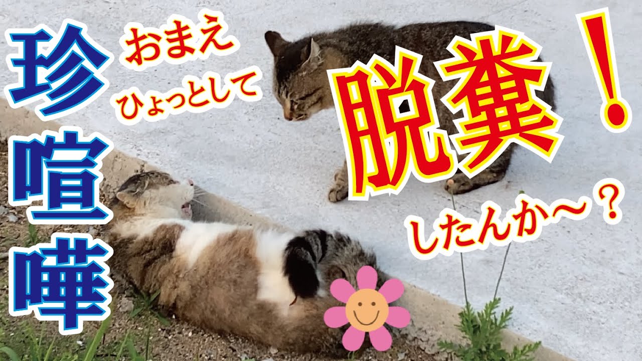 猫の喧嘩！「ぶるぅ」と「せわ」の因縁の対決！脱糞するほどショックは大きい！