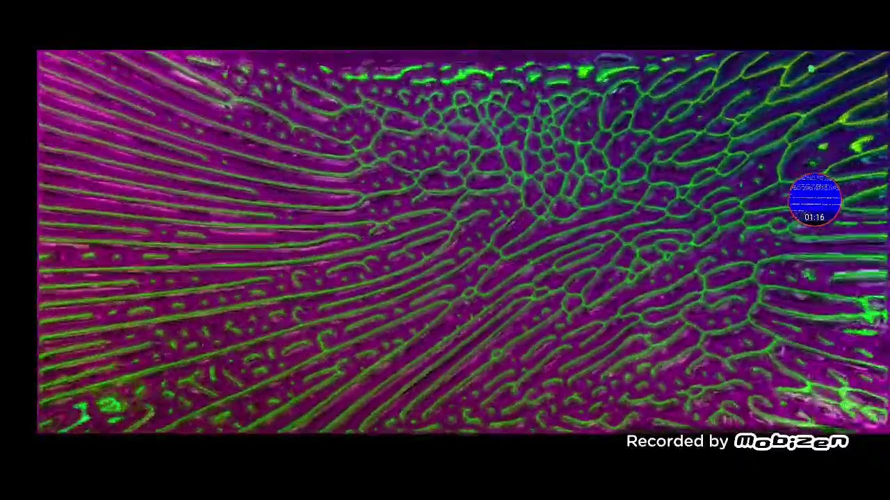 Galinha Pintadinha A Canoa Virou