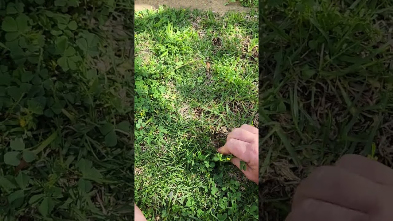 Is this too entrenched? Weed pick! # 00028 #ecofriendly #satisfying #theweedpicker #asmr