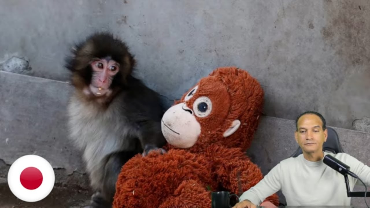 Por qué el Mundo ha  Enloquecido con el Monito Punch?