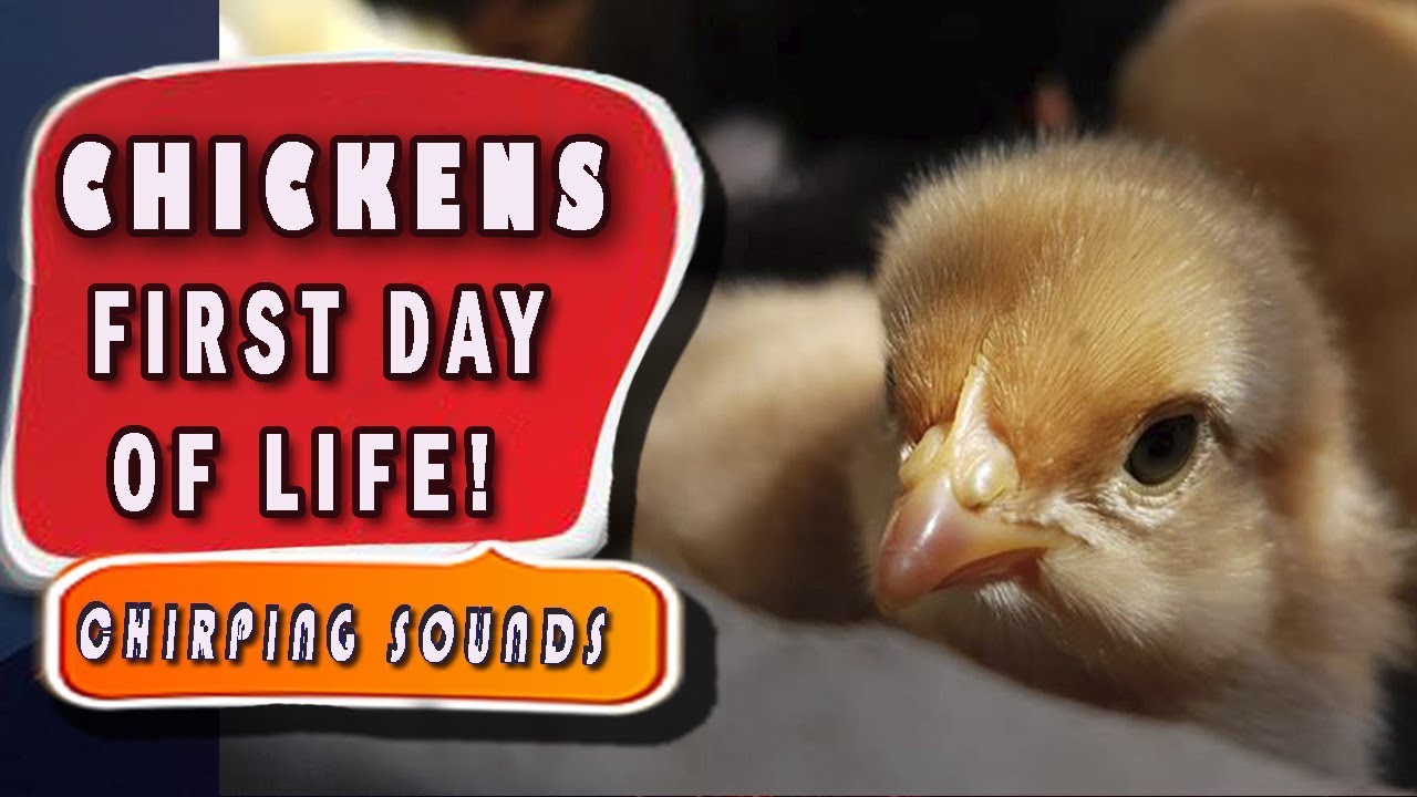 Sounds of chickens. Baby Chicks Chirping Sounds