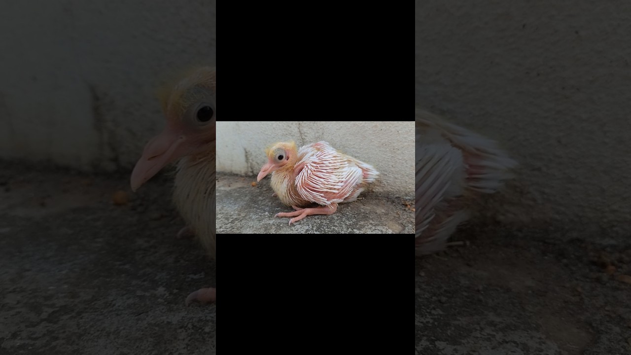 Pigeon baby growth day by day  📈💹