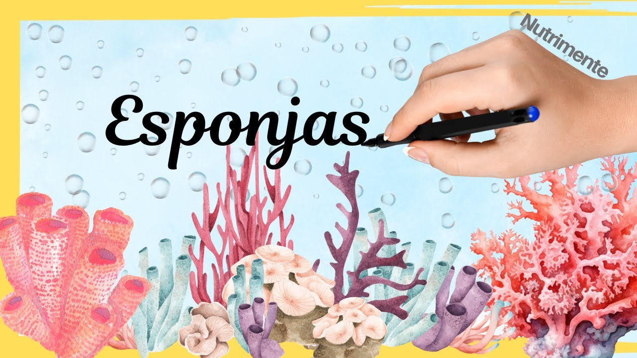 Filo Por&iacute;feros. Las esponjas de mar: arquitectas silenciosas del oc&eacute;ano