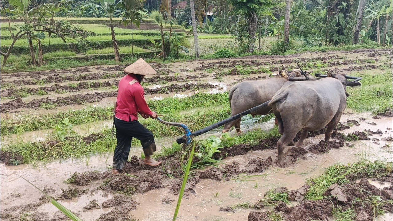 #RAWVLOG BAJAK SAWAH TEMPO DULU | VLOG PERTAMA