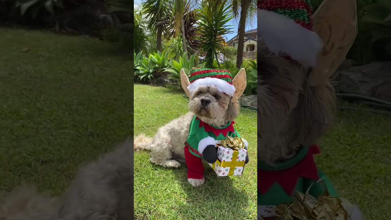 CostumeBox Santas Little Yelper Elf Costume 🎁 🐶