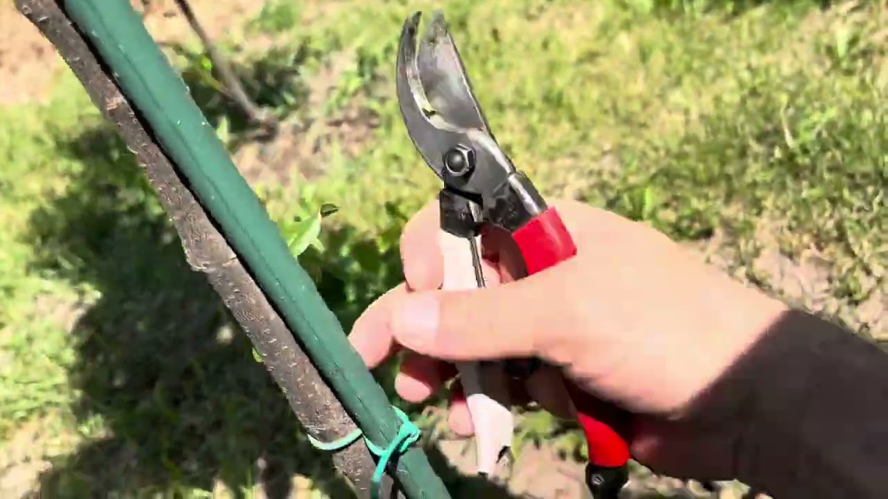 Prun Columnar Imperial  (curățare tulpina)