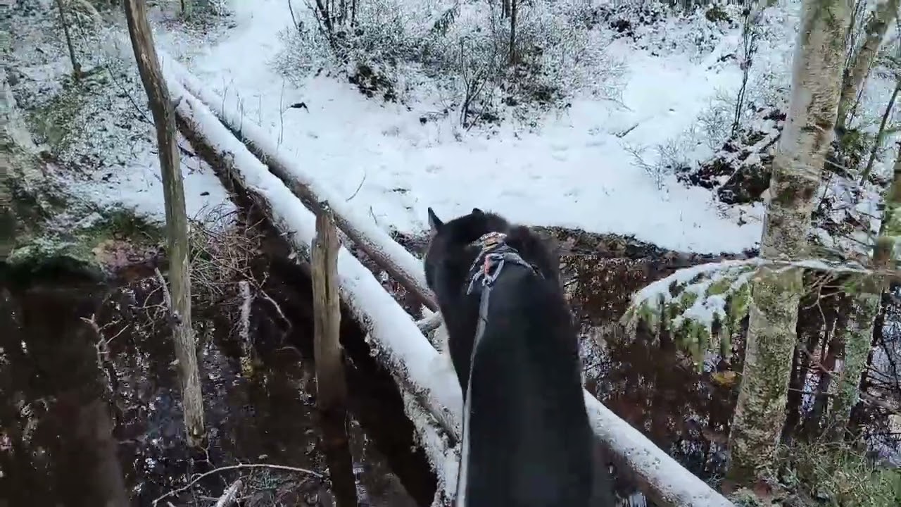 Puuttuva lenkki