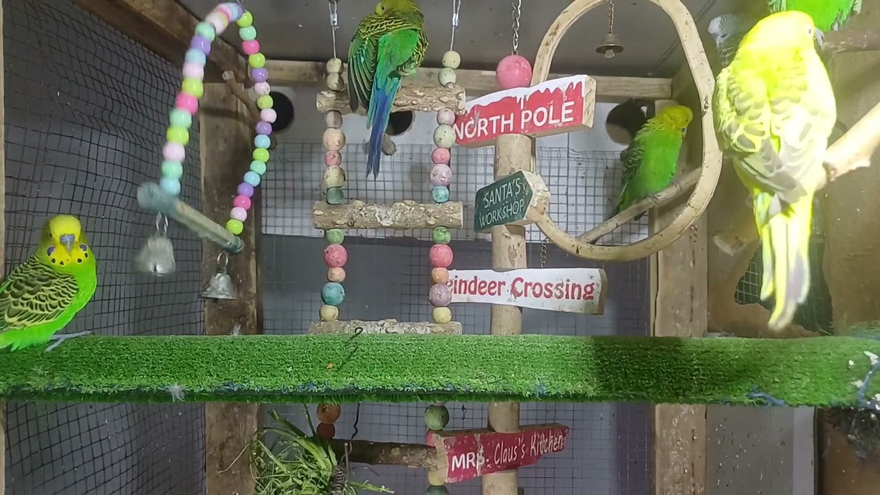 Can Parrots Recognize You?