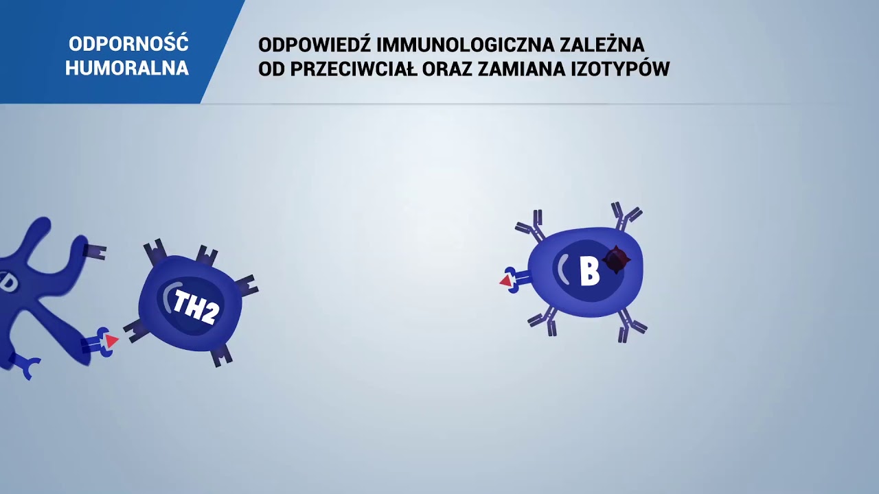 ODPOWIEDŹ IMMUNOLOGICZNA ZALEŻNA OD PRZECIWCIAŁ ORAZ ZAMIANA IZOTYPÓW