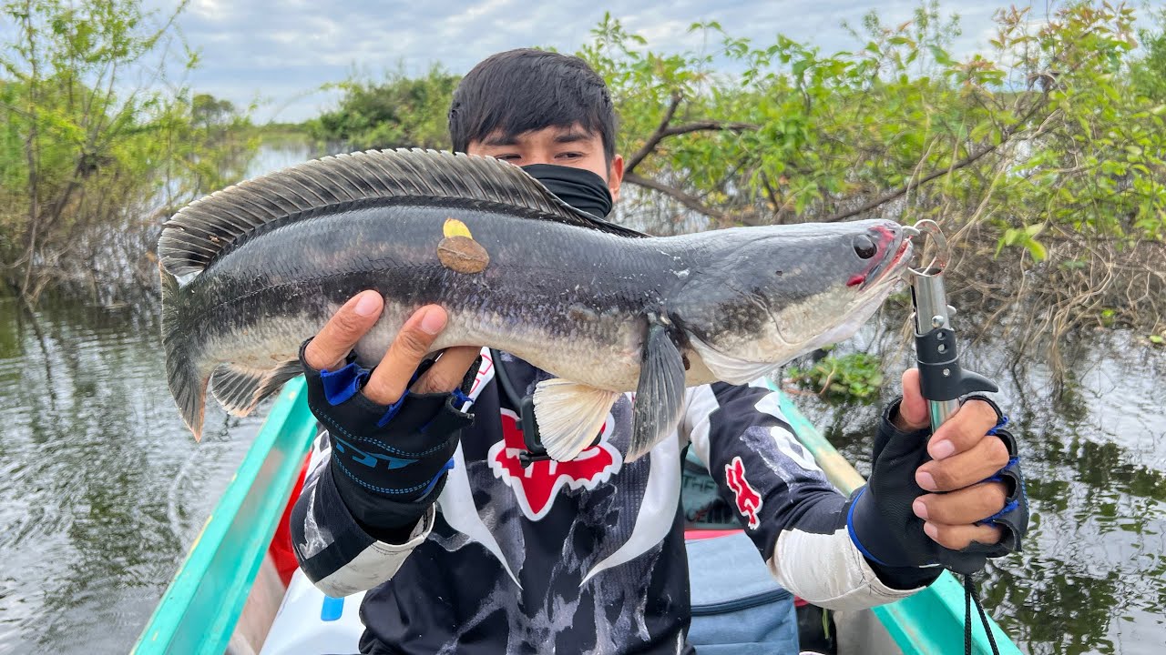 បបក់ត្រីនៅទន្លេសាបជេីងទី2 (20_12_2025)