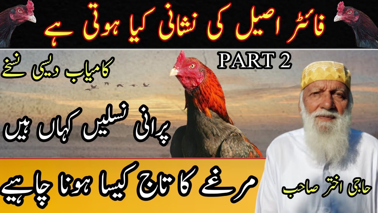 Old Bloodline Aseel History | Aseel Discussion And Information With Haji Akhtar Sahib From Gujrat