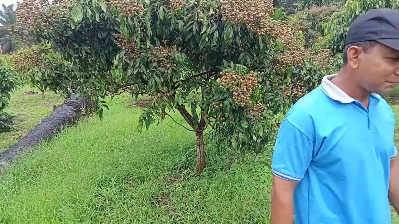 Tutorial penyemprotan untuk pengisian nutrisi pada buah Lengkeng New Cristal Rokan hulu