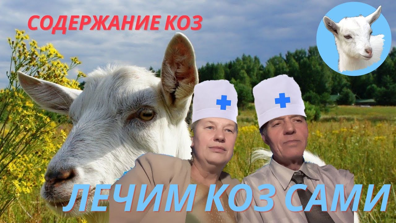 Содержание коз Лечим коз сами Аптечка