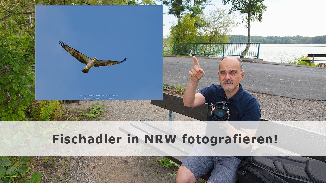 Fischadler in NRW fotografieren!