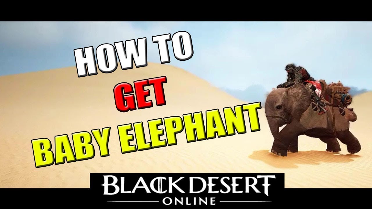 Black Desert Online Guide - How to get Miniature Elephant (Baby Elephant Quest Chain)