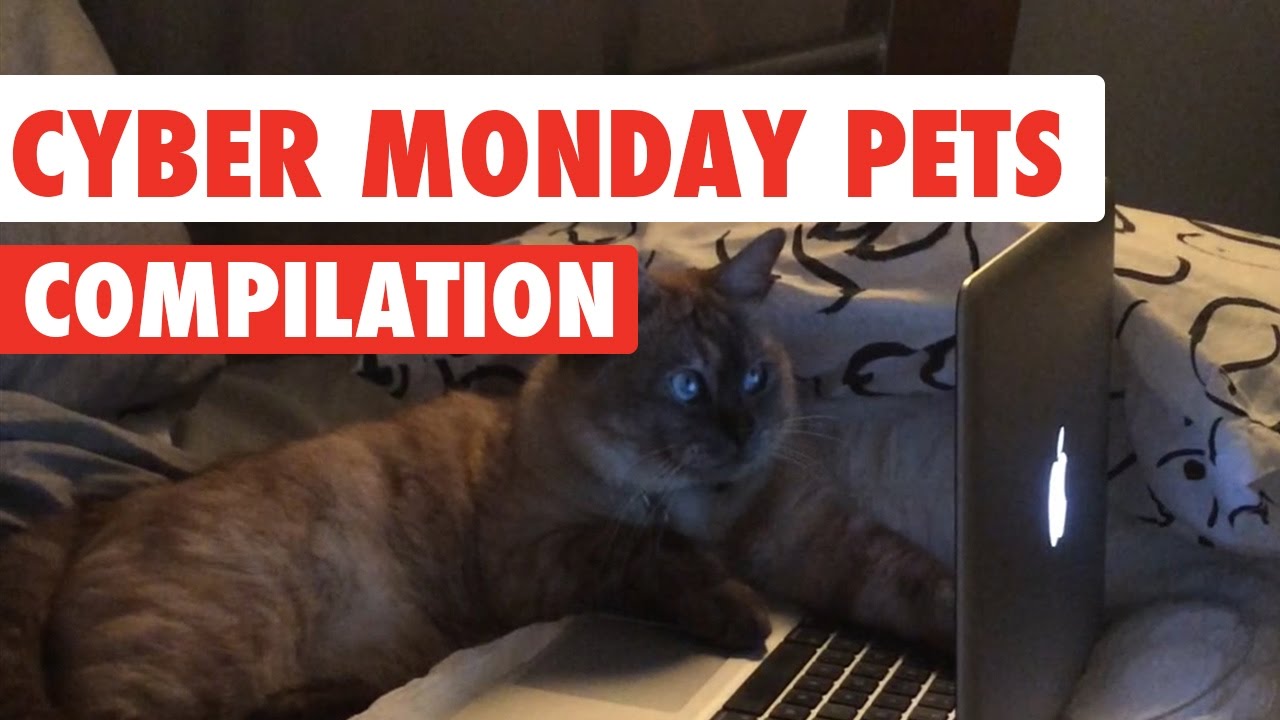 Cyber Monday Pets Compilation 2016