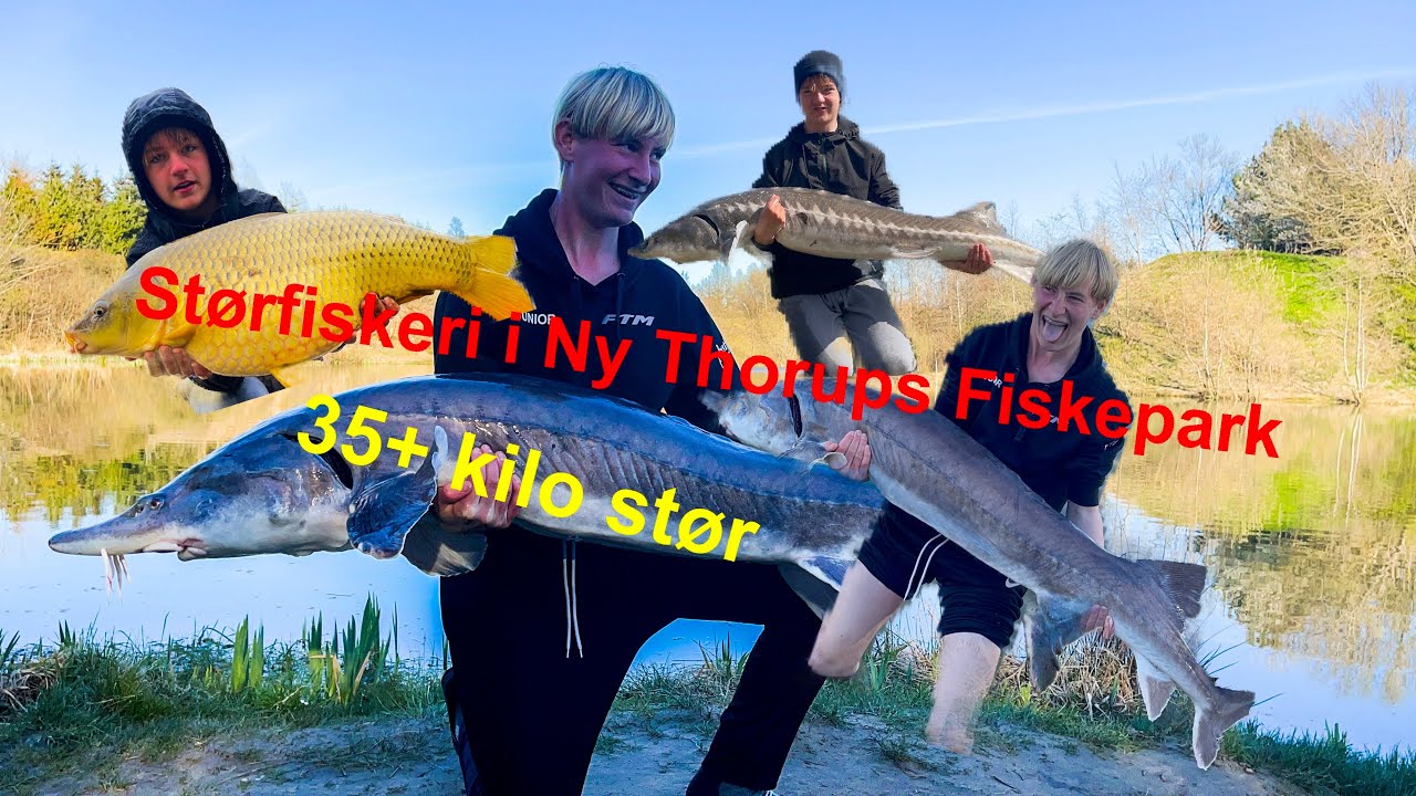 Størfiskeri i Ny Thorup Fiskepark - fanger den største stør i søen 35+ kilo