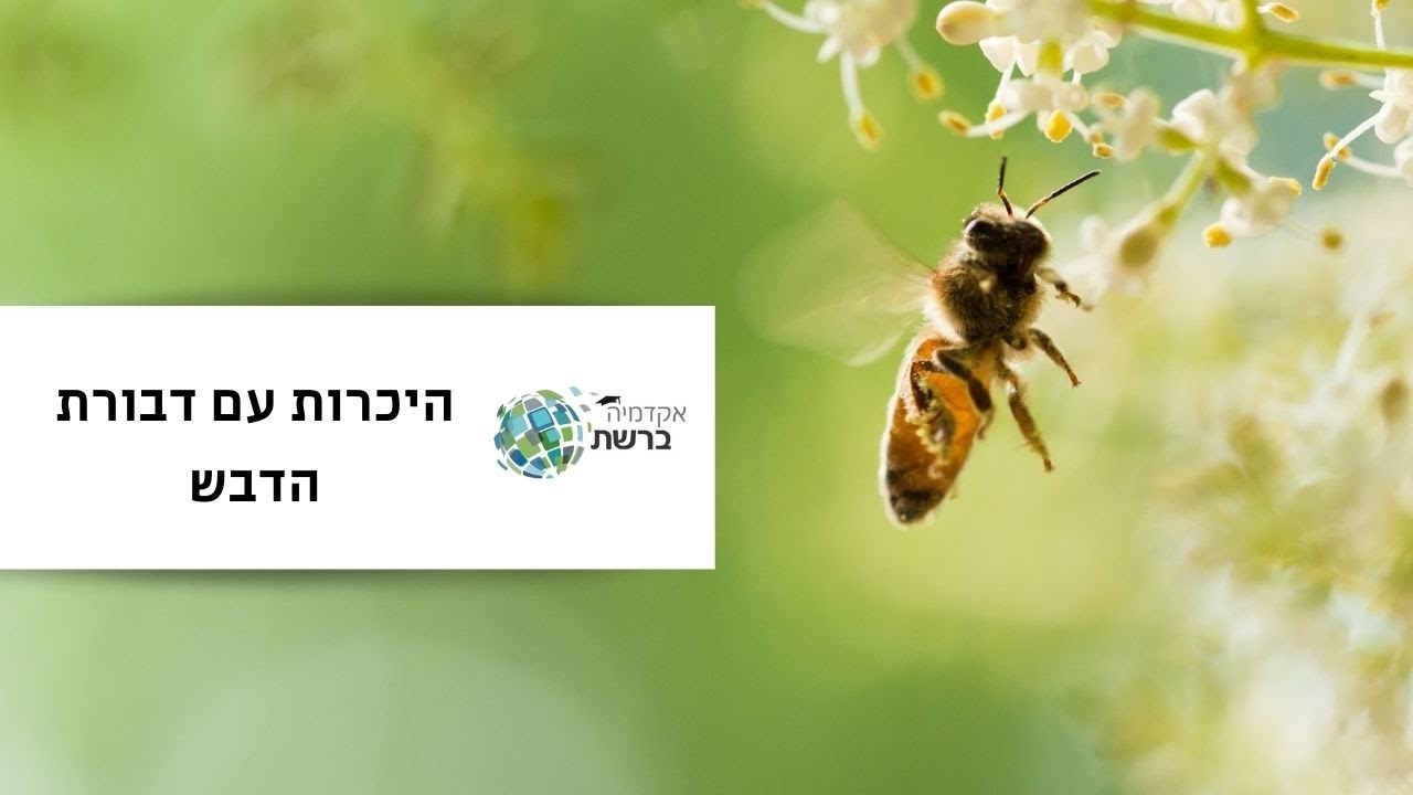 היכרות עם דבורת הדבש עם שרון ניר ענבר