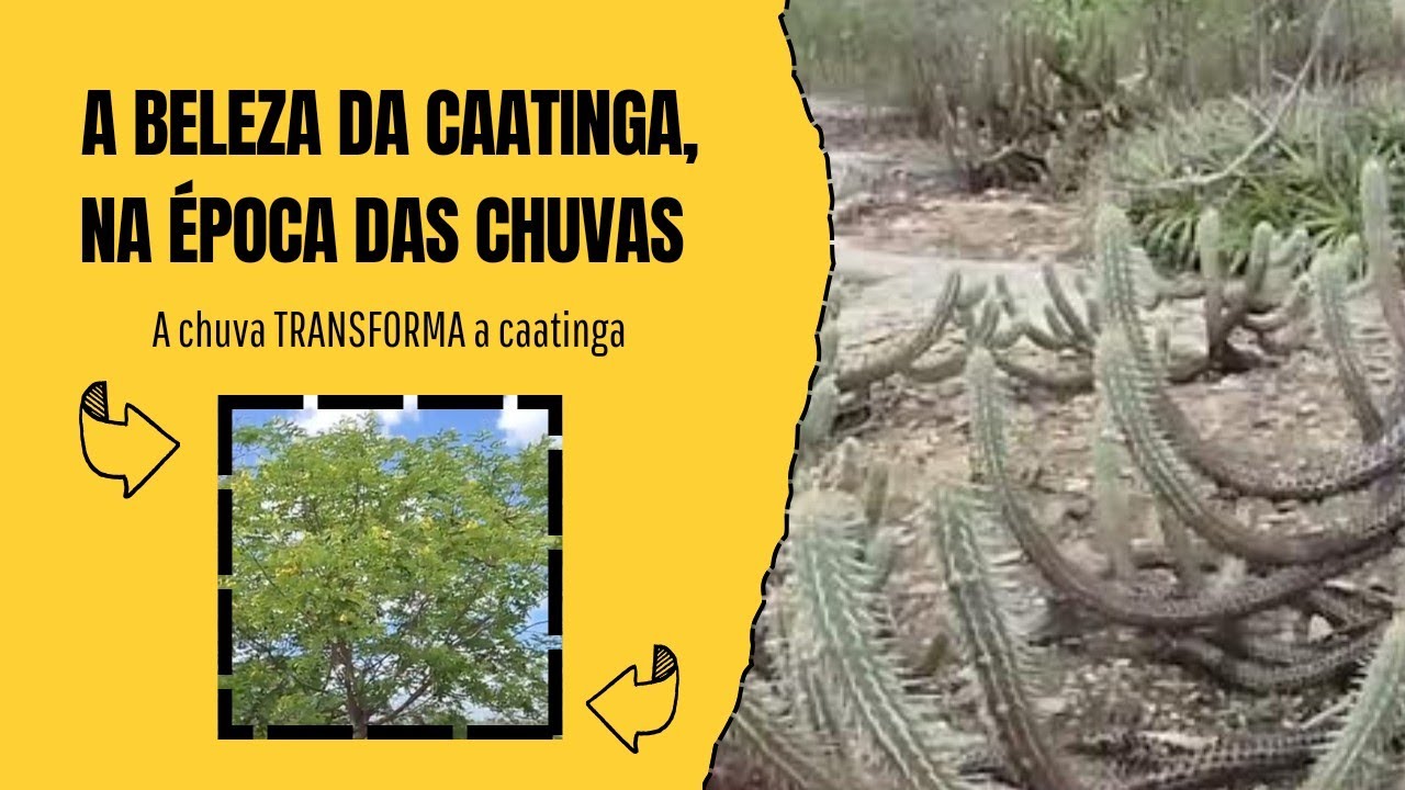 A BELEZA DA CAATINGA, E AS ABELHAS NATIVAS