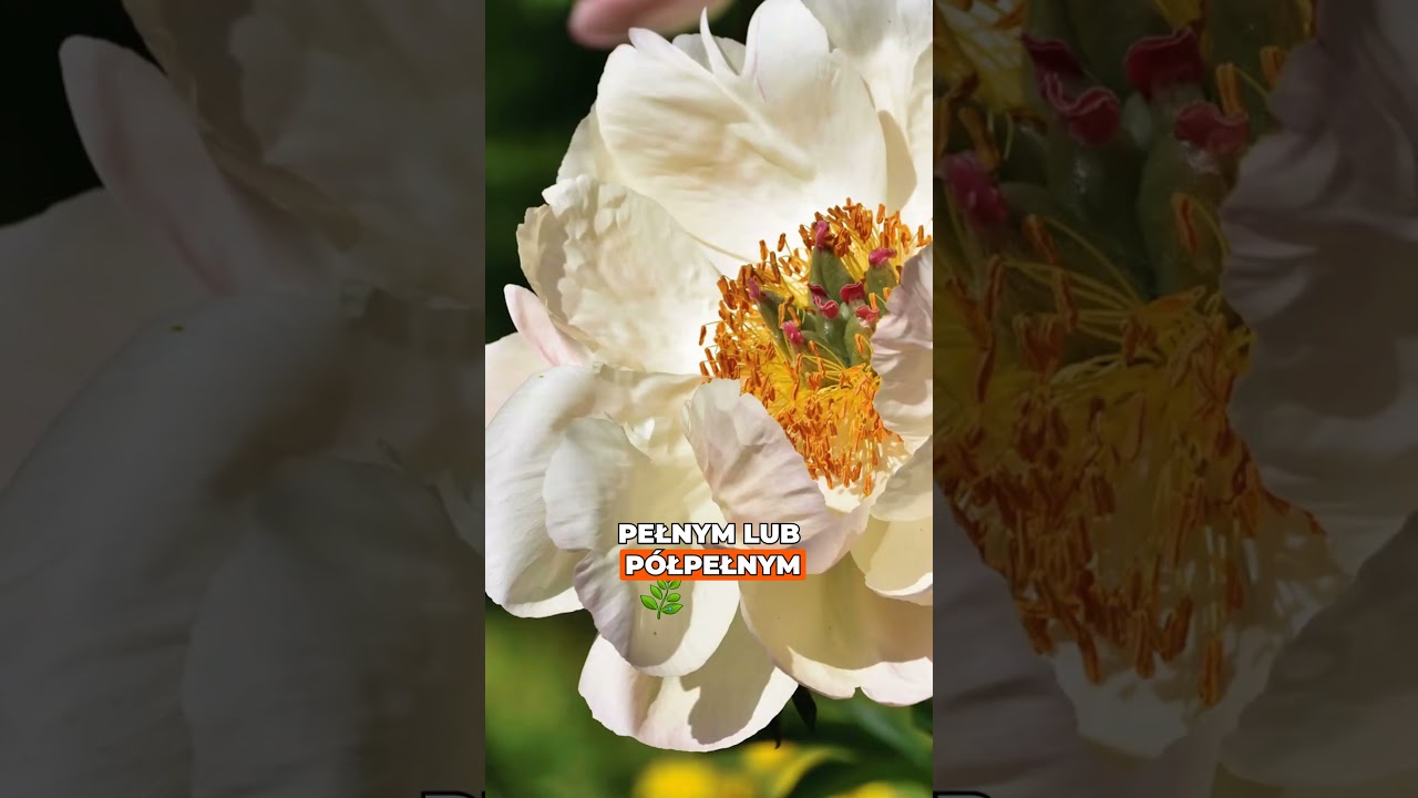 Piwonie to nie tylko r&oacute;ż 🌸😲 Kolor&oacute;w jest MN&Oacute;STWO