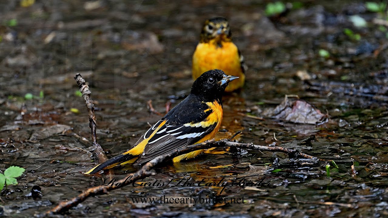 BALTIMORE ORIOLES (Icterus galbula), feed, bathe, fly 9094676
