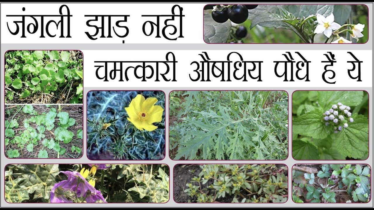 जंगली झाड़ नहीं चमत्कारी औषधिय पौधे हैं ये Indian Medicinal herbs आइए पहचानें आयुर्वेद का असली खजाना