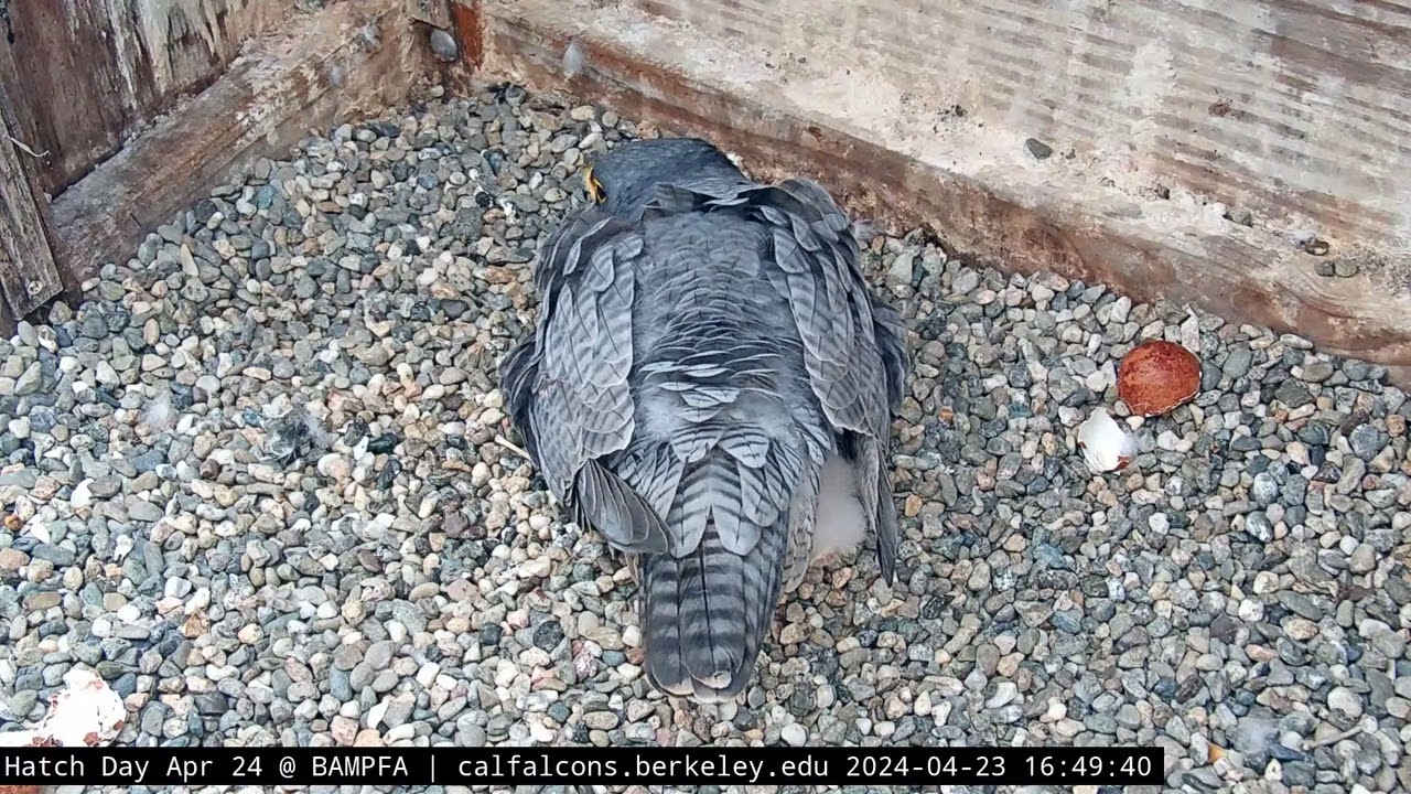 4-23-24 Chick ends up out of the pile, Archie eventually gets it back in