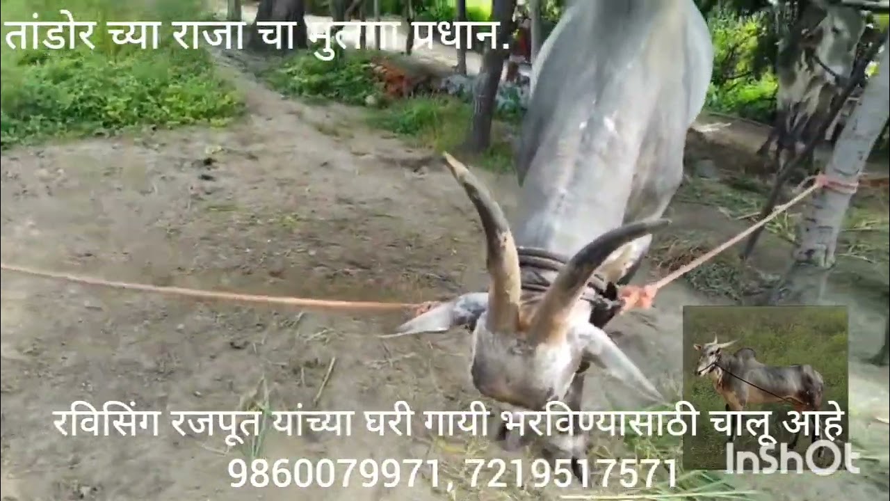  मूळ सिद्धापूर खानीचं गरम रक्त तांडोर च्या राजा चा मुलगा प्रधान