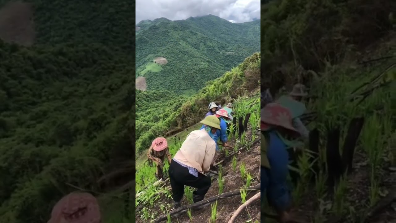 Grow rice on the mountain