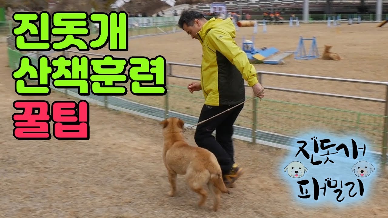 산책 잘하는 개로 키우려면 이것만 기억해보세요 '우리 서로 신경쓰자~' #반려견 산책 훈련 #진돗개 훈련 #진돗개 사회성 훈련