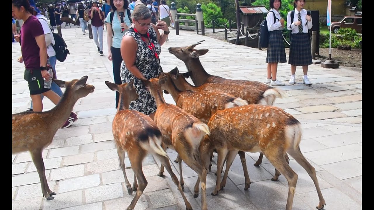 Nara Deer Park(初めての奈良鹿公園)