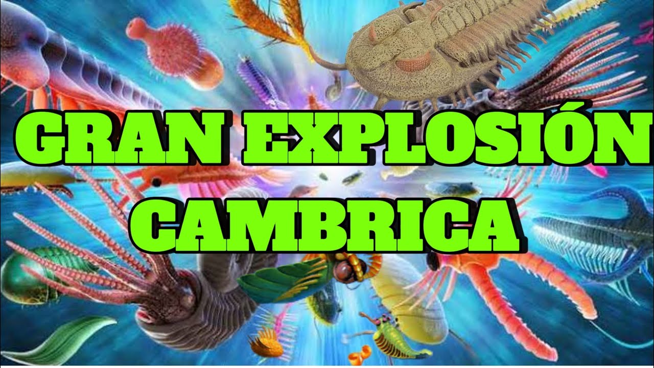 LA GRAN EXPLOSI&Oacute;N CAMBRICA/THE GREAT CAMBRIAN EXPLOSION 💥💥