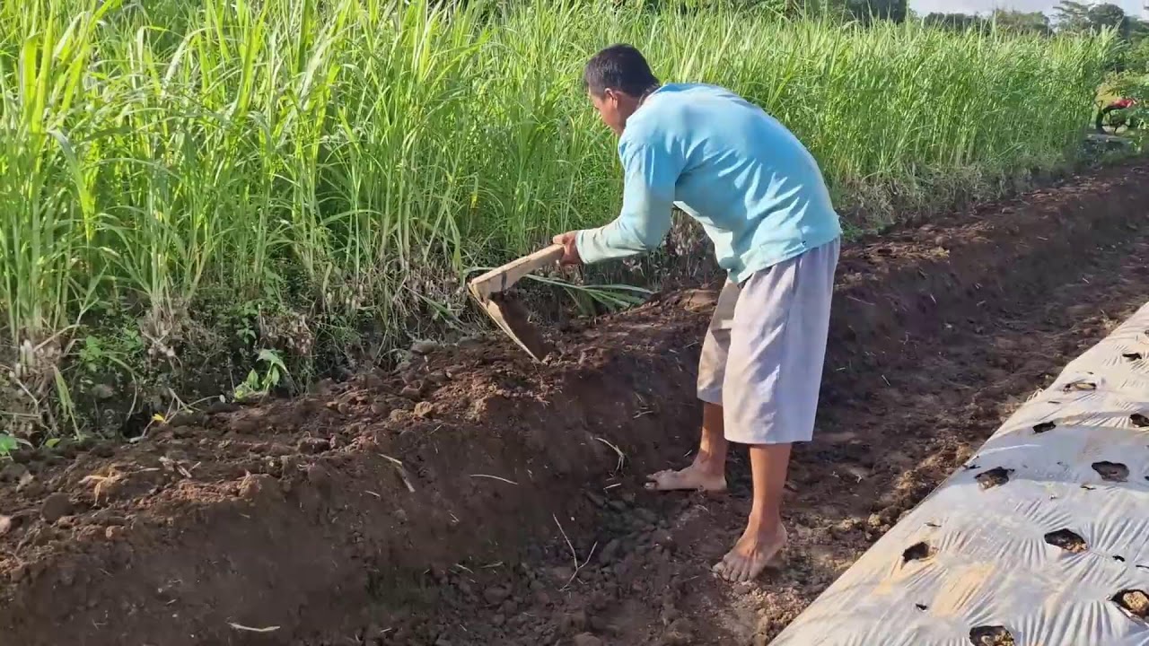 CREATIVE SIMPLE TOOL METHOD: TURNING LAND INTO RAISED BEDS! -Agriculture Farming