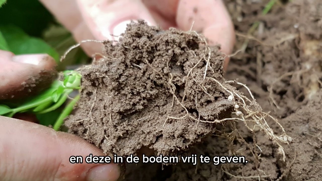 DSV zaden | TerraLife SolaRigol TR groenbemester 2024