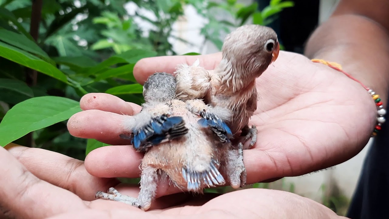 African Love Bird Chicks