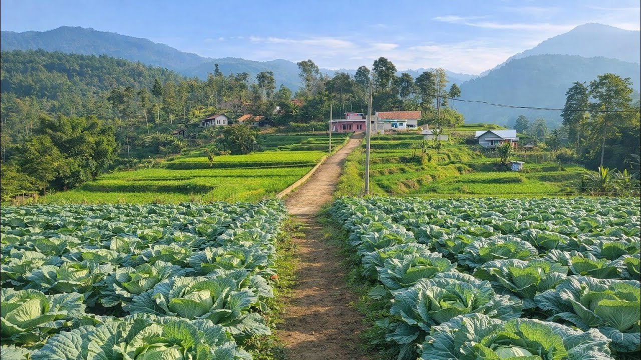Bikin Berdecak Kagum‼️Kampung Super Subur Kaya Hasil Alam Di Sumedang