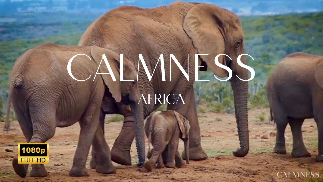 Africa Motivational Yet Soothing Music With Animals And Nature, Stress Relief | CALMNESS 🐘🐃🐒🐆⛰